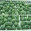 Supply IQF Spinach Ball with good quality for sale