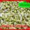 Wholesale IQF frozen Kiwi FruitDice Price