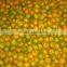 Citrus orange baby mandarin orange with wholesales price