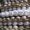 (NEW) 2015 China Fresh Garlic With High Reputation at Abroad
