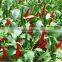 Hybrid F1 Red Hot Chili Seeds For Sale-Bright Sunshine