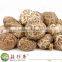white flower shiitake