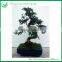 Bonsai Tree Plants