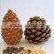 100% pure pine nut oil physical cold pressed nutritional and health for people