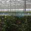 Ultra clear float glass greenhouse (ISO9001:2000)