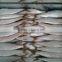 2016 hot sale Land Frozen Sardine For Bait
