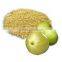 Phyllanthus Amarus Extract