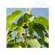 Alfalfa essential oil wholesale high price