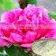 100% natural high quality tree peony bark extract paeonol powder