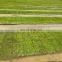 Rice Nursery Seedling Machine for Sale with Good Quality in March Expo