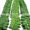 Green Silk Artificial Hanging Ivy Leaf Garland Plants Vine Leaves Diy For Home Decoration Garden Party Decor