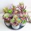Factory Direct Sales Mini Cute Lifelike Cheap Garden Decor Faux Potted Plants And Succulents Artificial Flower Plant Home