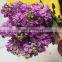  china stylish cut fresh violet flowers