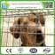  China - Guaranteed Quality Industrial Dog Kennels Galvanized With House