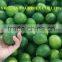 FRESHLY GREEN LEMON FROM VIETNAM FOR EXPORTING