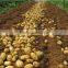 China Machine High Efficient Multifunction Mini Potato Harvester