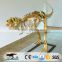 OA3128 New Large Dinosaur Skeleton Model