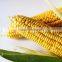 2016 new crop GOOD TASTE canned sweet kernel corn in tins