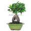 Indoor ginseng ficus plants zhangzhou manufacture