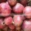 Superior Fresh Red Onion From Onion Exporters China