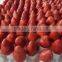STRAWBERRY FOR SALE