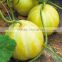 King Lord-Hybrid thin peel sweet melon seeds for growing
