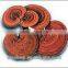 BNP ISO & GMP & HALAL 50% Polysaccharides/10% Triterpene high quality Reishi Mushroom Extract