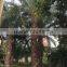 Large Date Palm Tree