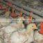 automatic cup poultry drinkers for chicken and turkey