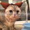 1940H New design cat hats wholesale fashion pet hats for cats