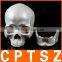 Human Resin Skull Model for Halloween