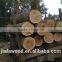 White birch logs, Baltic Birch logs, Latvia Birch logs                        
                                                Quality Choice