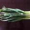 Cold storking fresh natural pure white garlic sprout