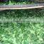 Viet Nam high mountain jin xuan Oolong tea
