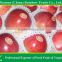 Shanxi Red Star Apple with top quality