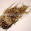 Indian Valerian Rhizame powder