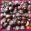 Yanshan Fresh Chinese Chestnut Nuts with Bright Color