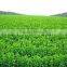 Natural Sweetner Stevia Extract Dispensers