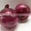 Red Onion : Planting Growing and Harvesting Onion 2016'