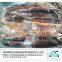 High Quality Frozen Whole Round Argentinus Illex Giant Squid price