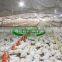 Automatic Poultry Chicken Feeders and Drinkers for Floor Chickens