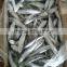 competitive price wholesale sardine