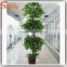 Large outdoor bonsai trees banyan wholesale bonsai trees ficus microcarpa bonsai trees