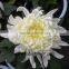 promotional jasmine flower price kenya flowers exporters single white chrysanthemum to friends