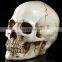 Custom made skulls decorative resin wholesales halloween skull for crafts