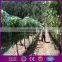 Bird Net PE& UV Stabilized Anti Bird Net Orchard Bird Netting