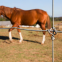 high tensile strength fixed knot wire mesh horse fence