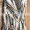 chinese factory sardine price frozen sardine fish for bait and canning sardinella aurita