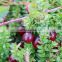 Pure Natural Best PriceVaccinium Macrocarpon Fruit Extract / Cranberry Extract Powder Anthocyanin 25%