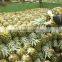 Fresh pineapple ( Tropical fruit)